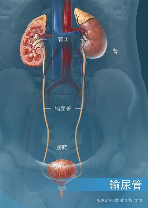 膀胱在那裡